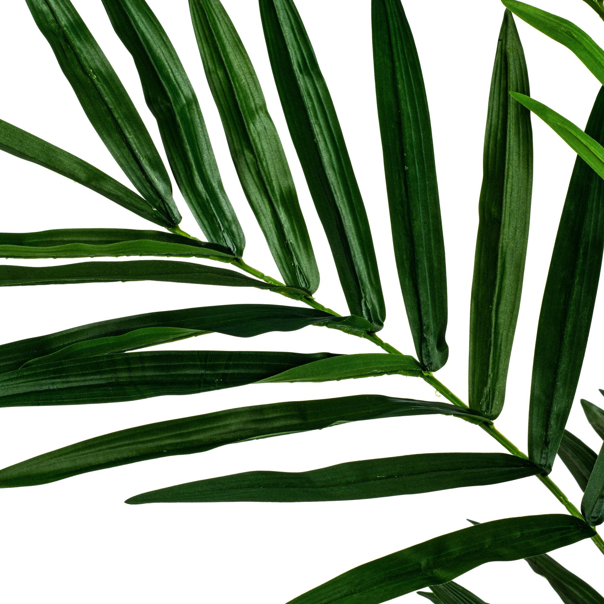 7ft. Potted Kentia Palm